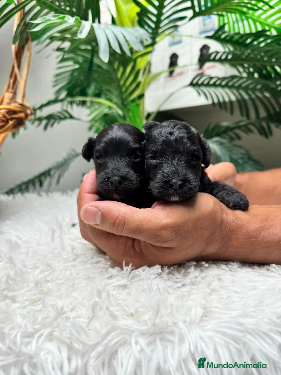 Maltipoo perros en venta: MALTIPOO - Anuncio 11