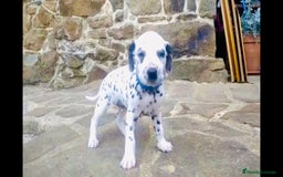 Dálmata perros en venta: Dalmata macho  - Imagen 2