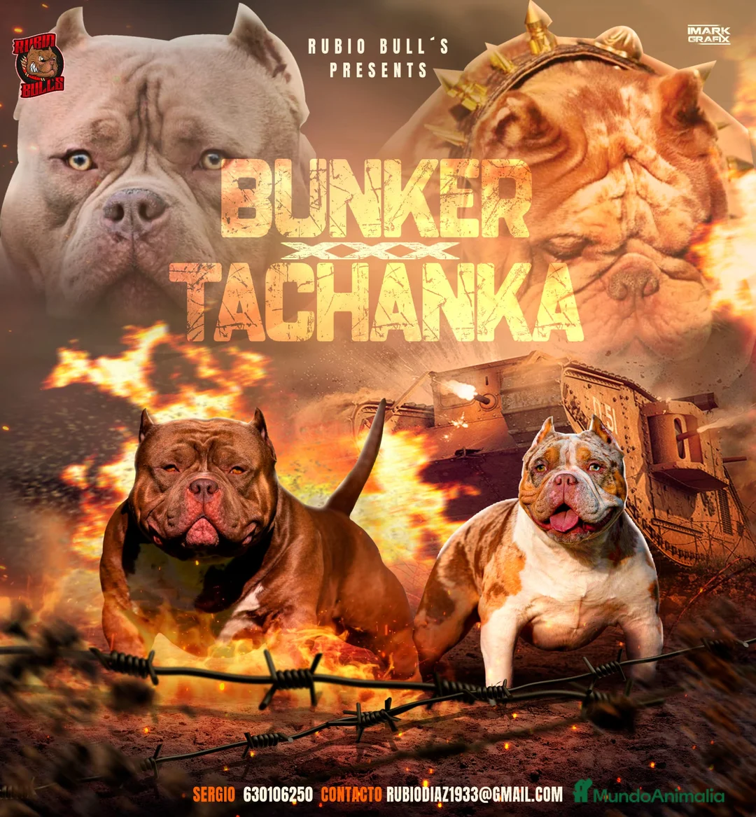 American Bully perros para monta: América bully pocket  - Anuncio 2