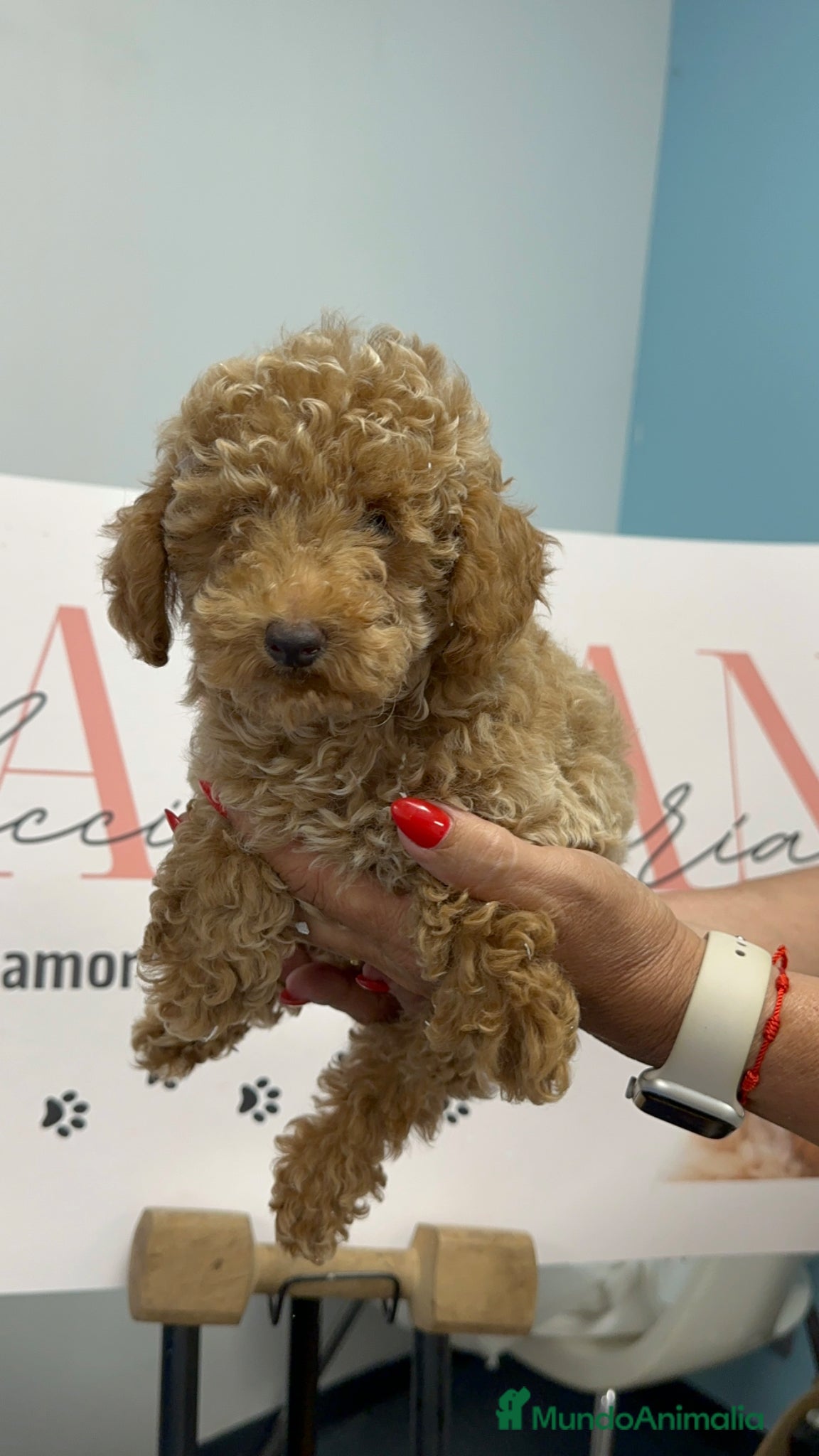 Caniche Toy perros en venta: Disponible precioso Caniche Toy Apricot 🤎🐶 - Anuncio 1