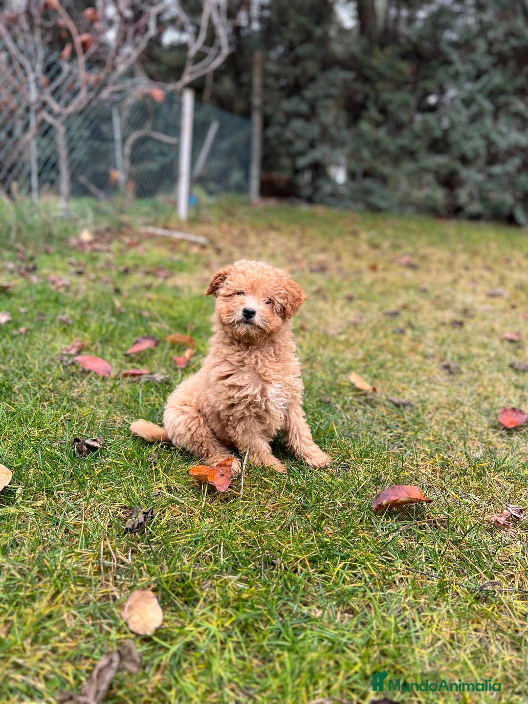 Caniche Enano perros en venta: Caniche enano hembra y macho  - Anuncio 1
