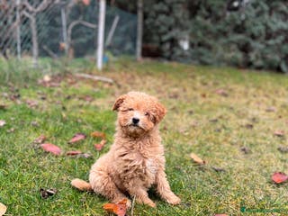 Caniche Enano perros Caniche enano hembra y macho - Anuncio 24