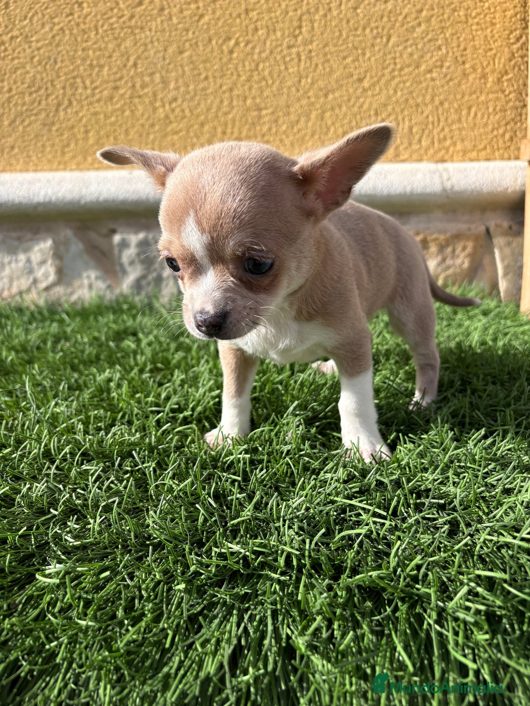 Chihuahua perros en venta: Chihuahua macho marrón blue ojos azules - Anuncio 22