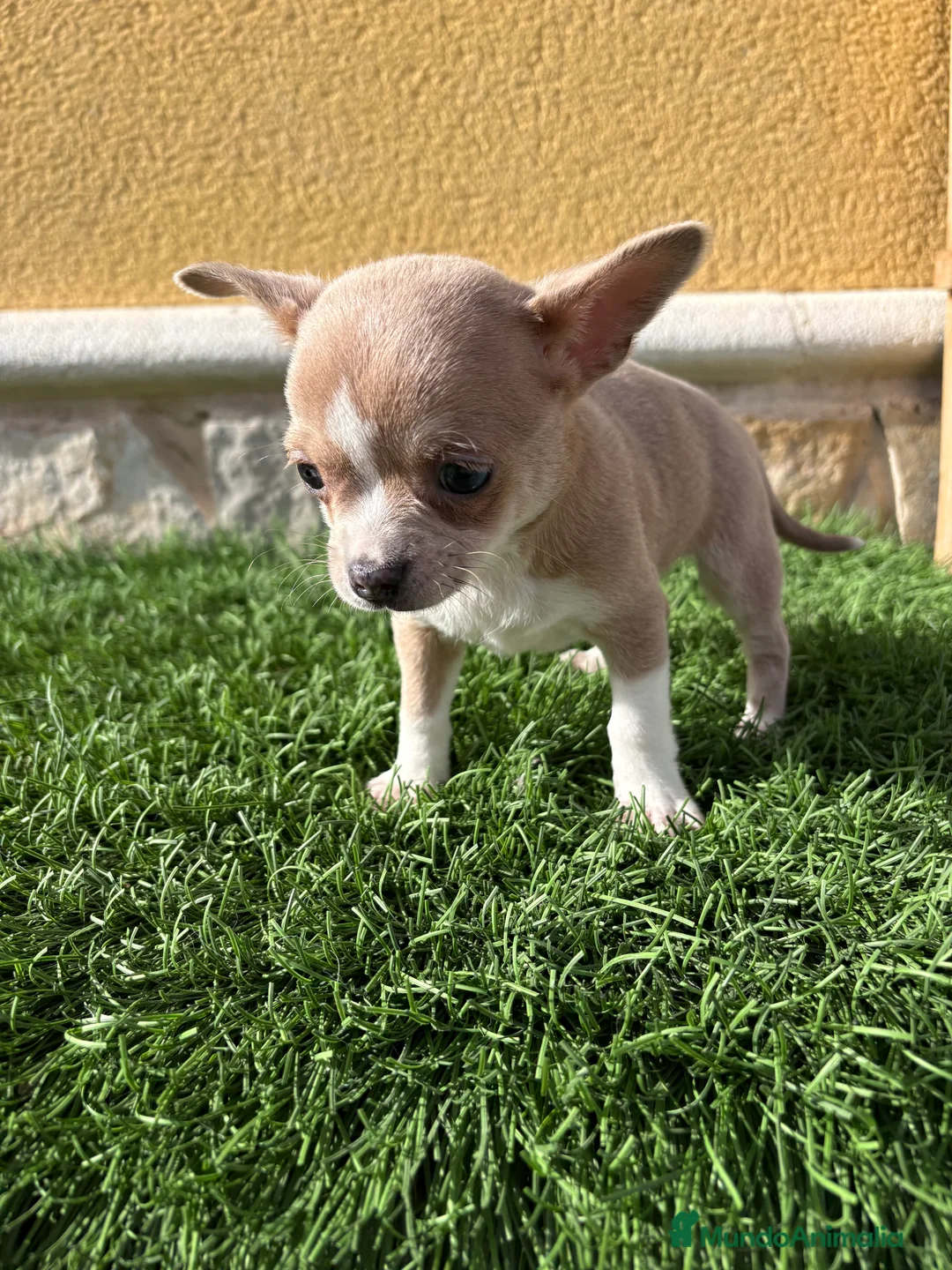 Chihuahua perros en venta: Chihuahua macho marrón blue ojos azules - Anuncio 22