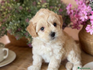 Maltipoo perros - Anuncio 3