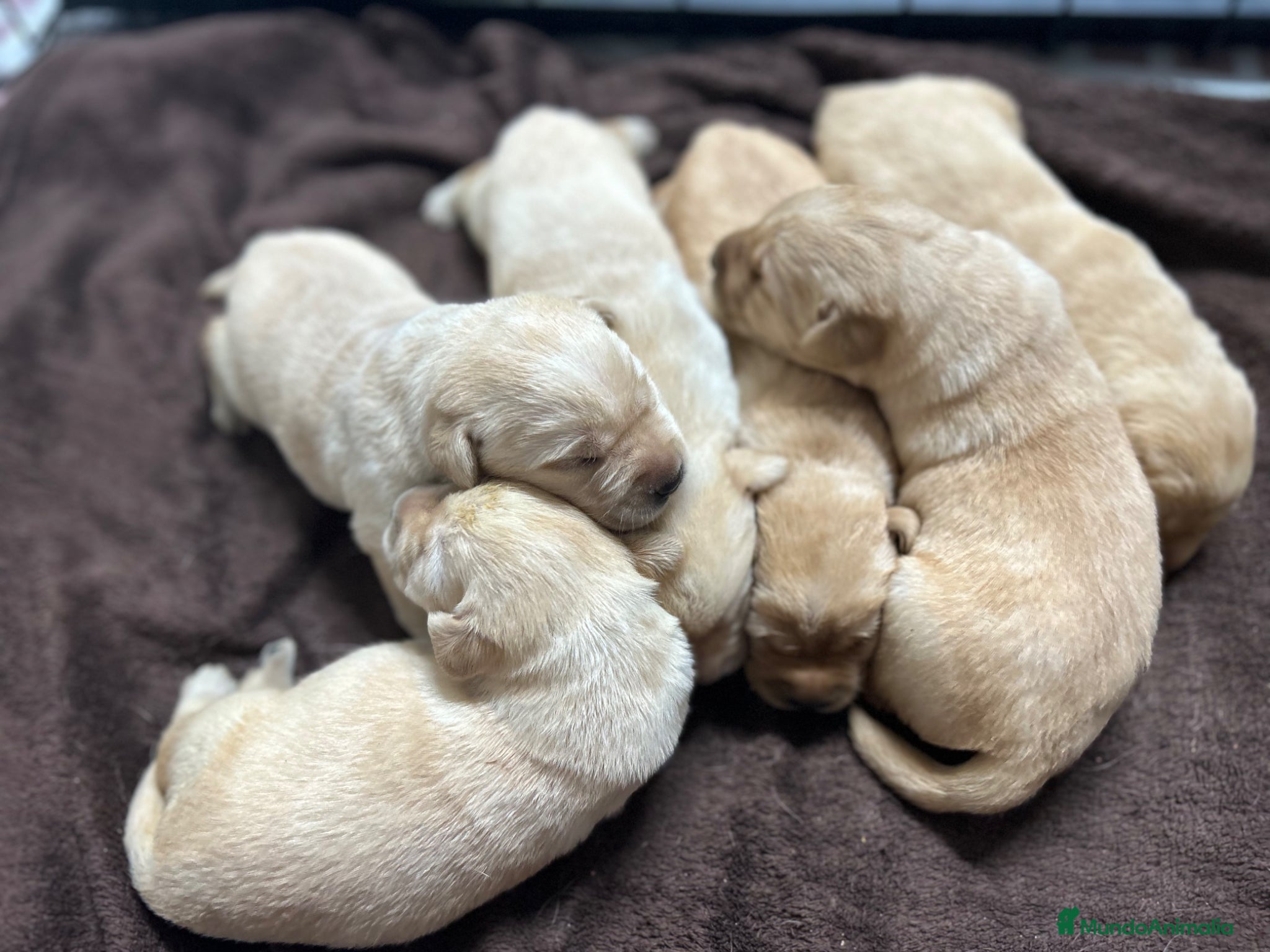 Labrador Retriever perros Cachorros de Labrador Retriever  - Anuncio 1