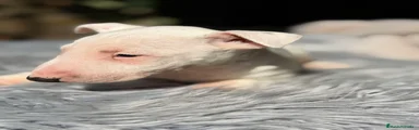 Bull Terrier Miniatura Cachorro 1