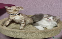 Kurilean Bobtail de Pelo Corto gatos en venta: Hembra Exótica y Hembra Kurilian - Imagen 9