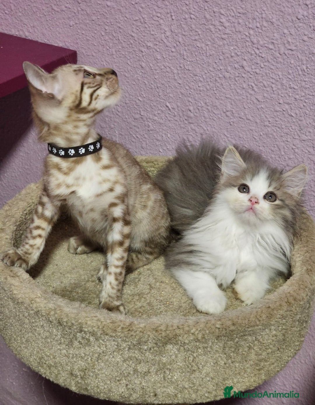 Kurilean Bobtail de Pelo Corto gatos en venta: Hembra Exótica y Hembra Kurilian - Imagen 9