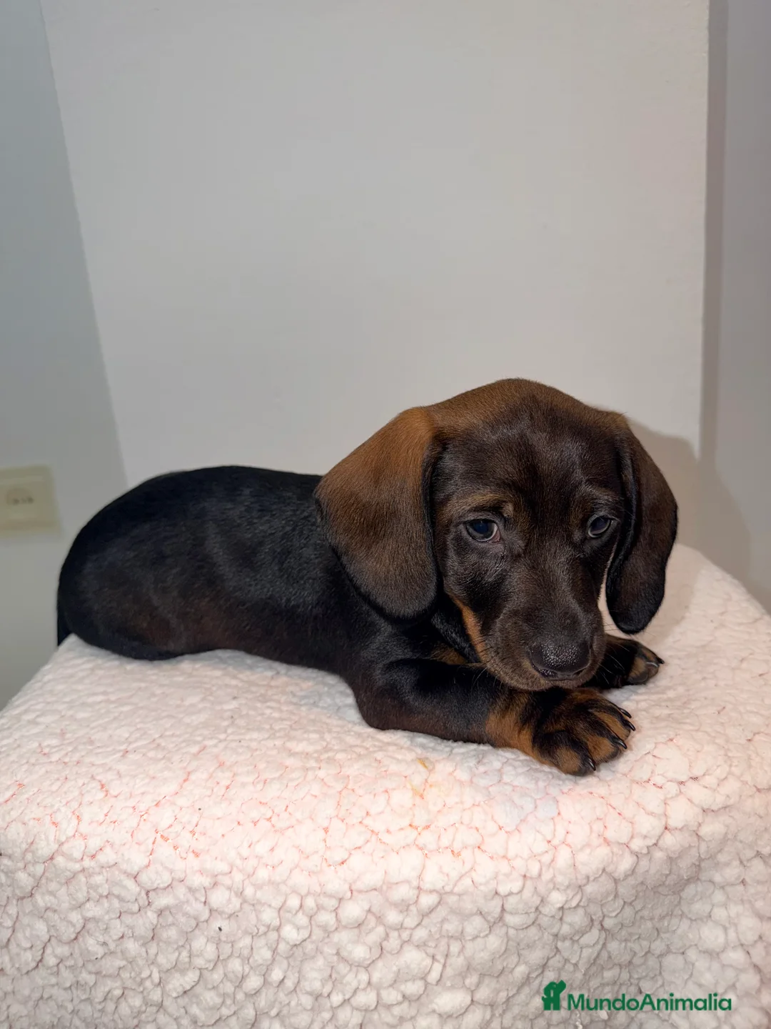 Teckel Miniatura perros en venta: Teckel negro fuego venado  - Anuncio 5