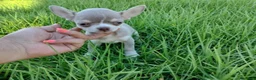Chihuahua perros en venta: Chihuahua toy - Anuncio 2