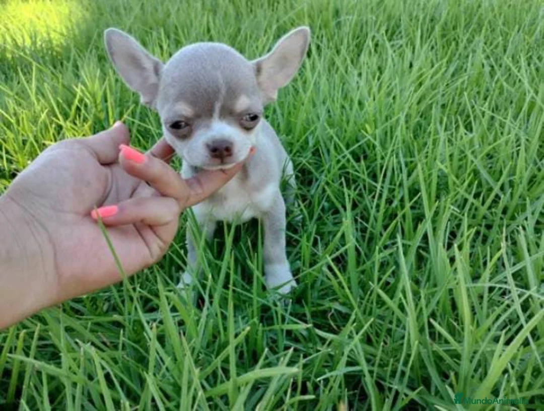 Chihuahua perros en venta: Chihuahua toy - Anuncio 2