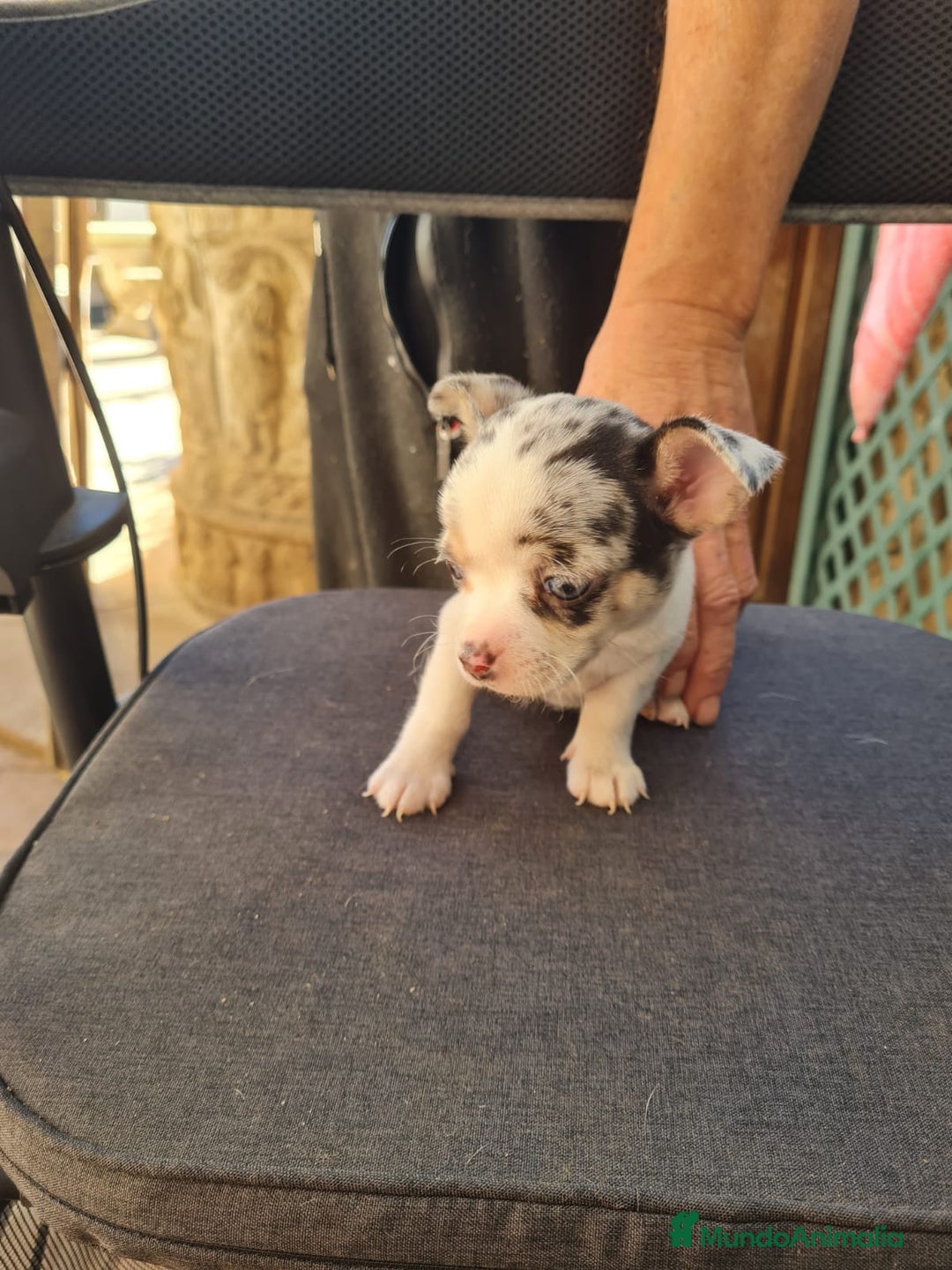 Chihuahua perros en venta: Chihuahua toy - Anuncio 11