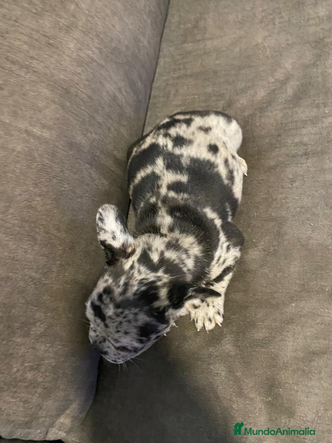 Bulldog Francés perros en venta: Bulldog francés exótico último!! - Anuncio 6