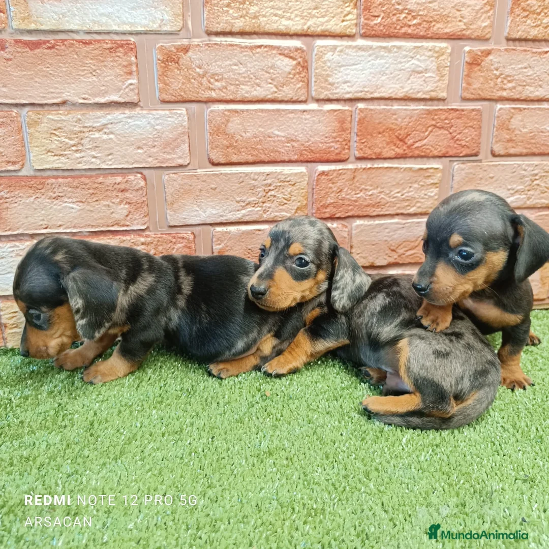 Teckel Miniatura perros en venta: Teckel mini  - Anuncio 4