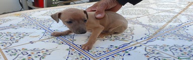 Pequeño Lebrel Italiano DISPONIBLE Cachorro 2