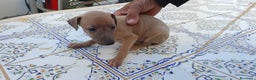 Pequeño Lebrel Italiano perros en venta: Galgo Enano Italiano en Murcia - Anuncio 2