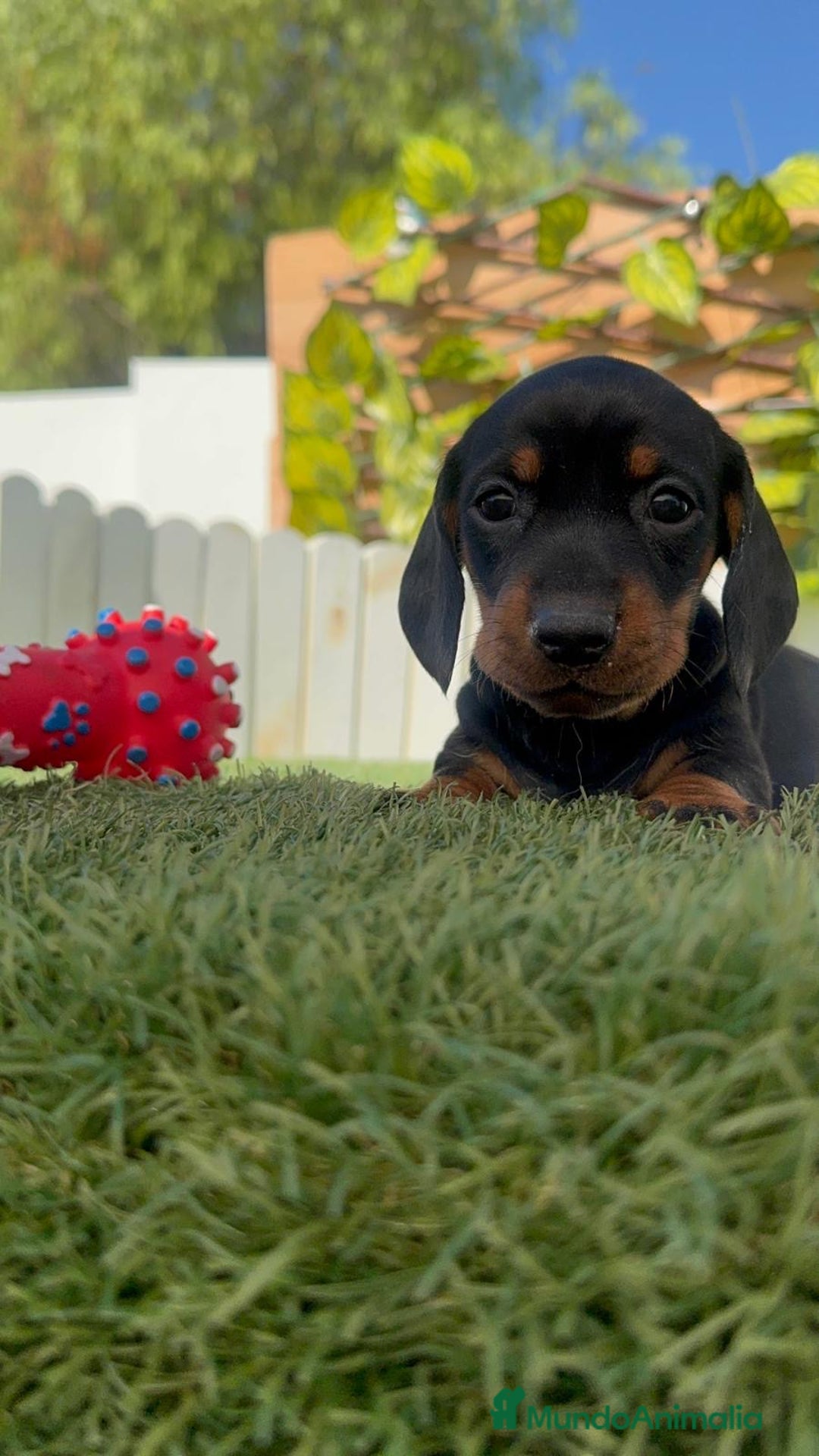Teckel Miniatura perros en venta: TECKEL MINIATURA  - Imagen 28