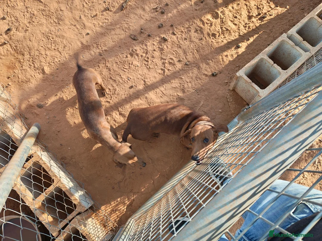 Teckel perros en venta: Teckel estándar  - Anuncio 2