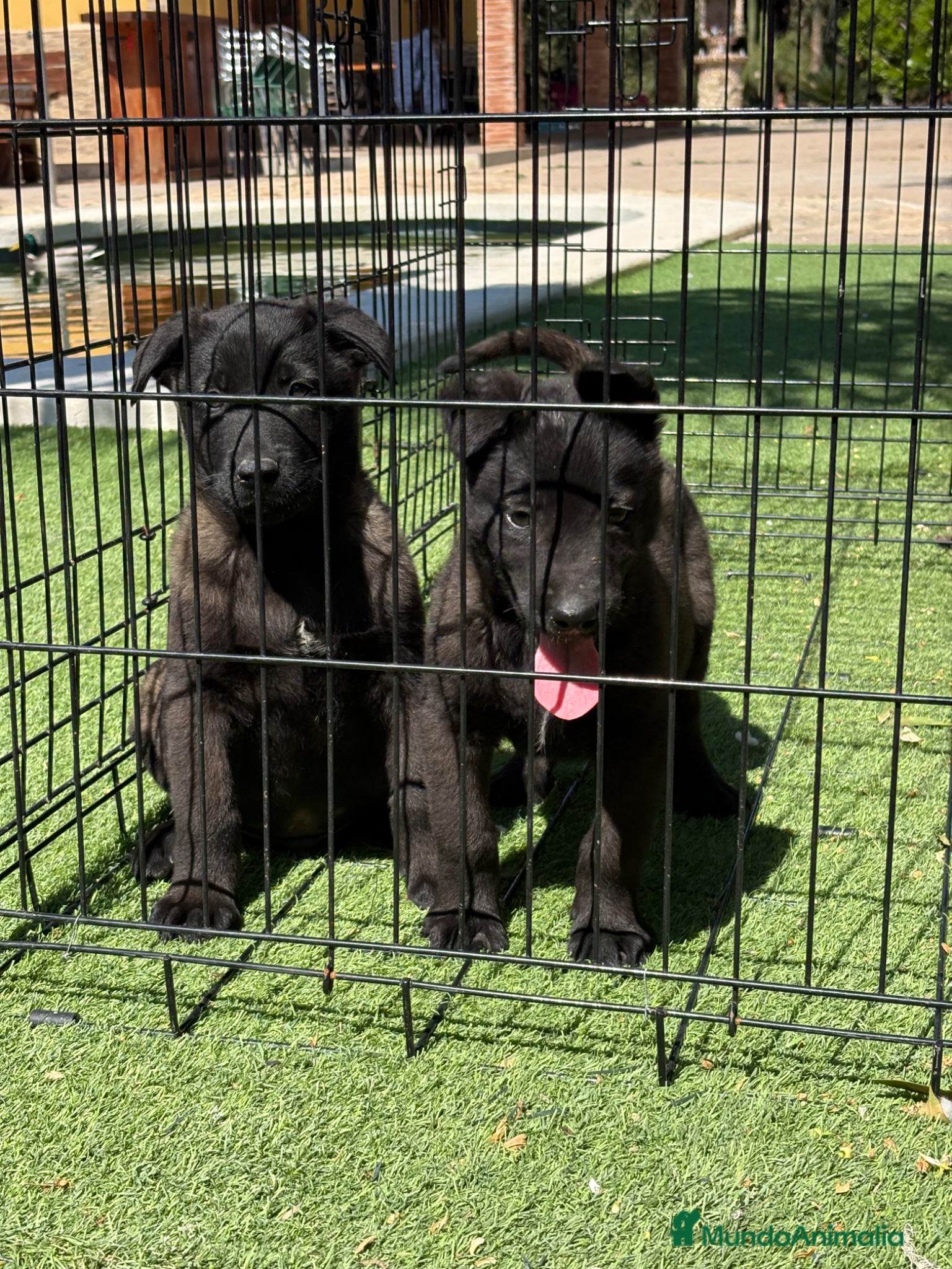 Pastor Belga Malinois perros Cachorros Malinois  - Anuncio 2