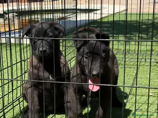 Pastor Belga Malinois perros Cachorros Malinois - Anuncio 2