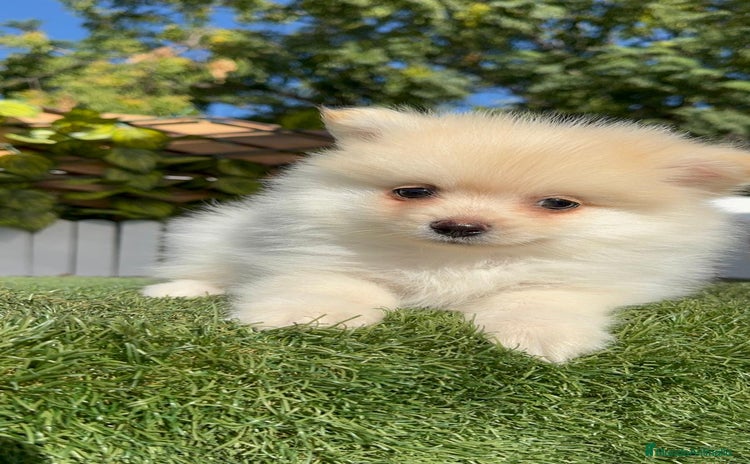 Pomerania perros - Anuncio 3