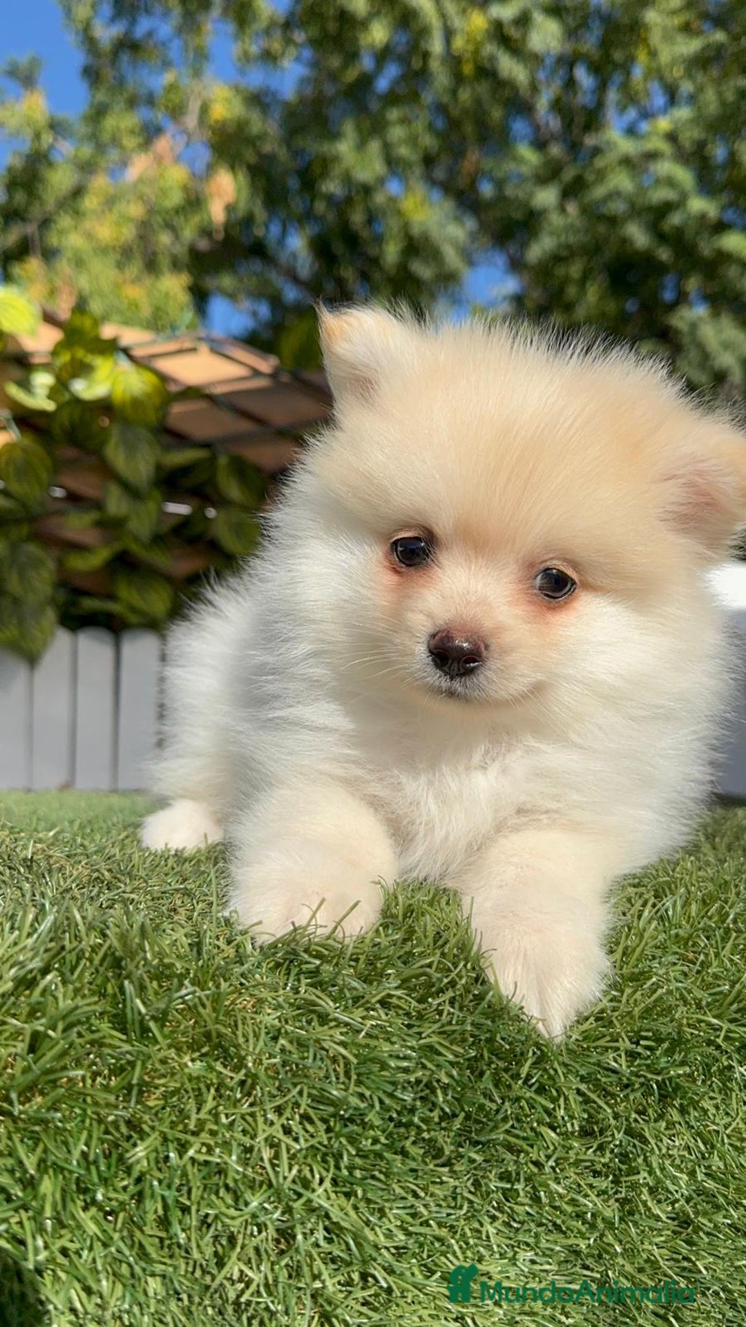 Pomerania perros en venta: POMERANIA MACHO - Imagen 1