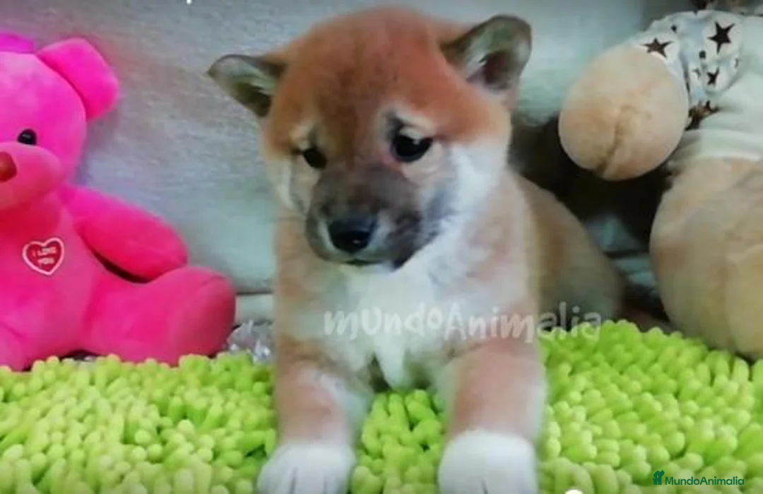 Imagen de galería {{count}}