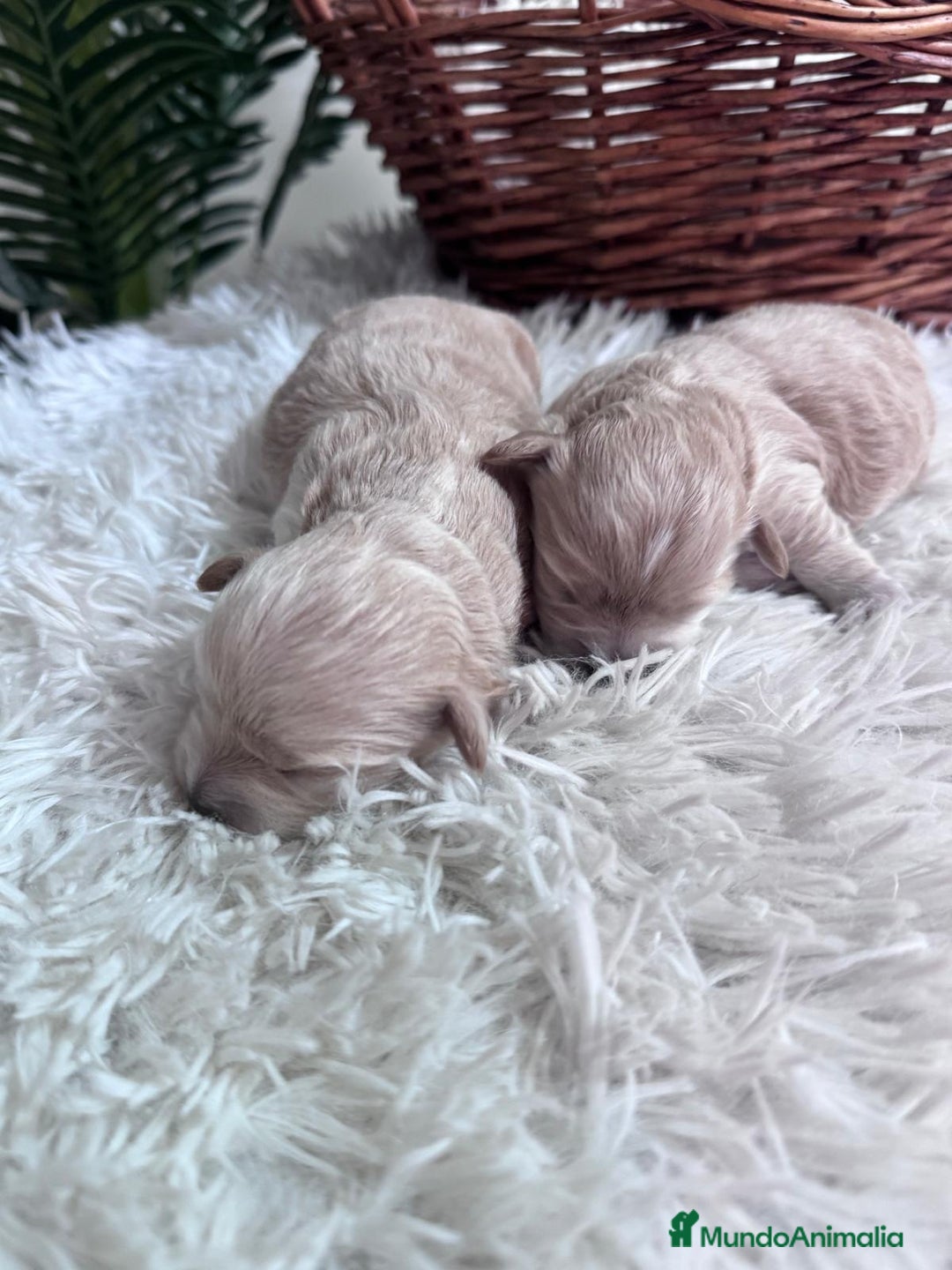 Maltipoo perros en venta: MALTIPOO - Anuncio 6