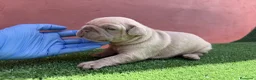 Bulldog Francés perros en venta: Bulldog francés exóticos - Anuncio 2