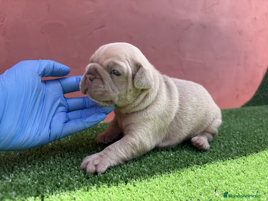 Bulldog Francés perros en venta: Bulldog francés exóticos - Anuncio 2