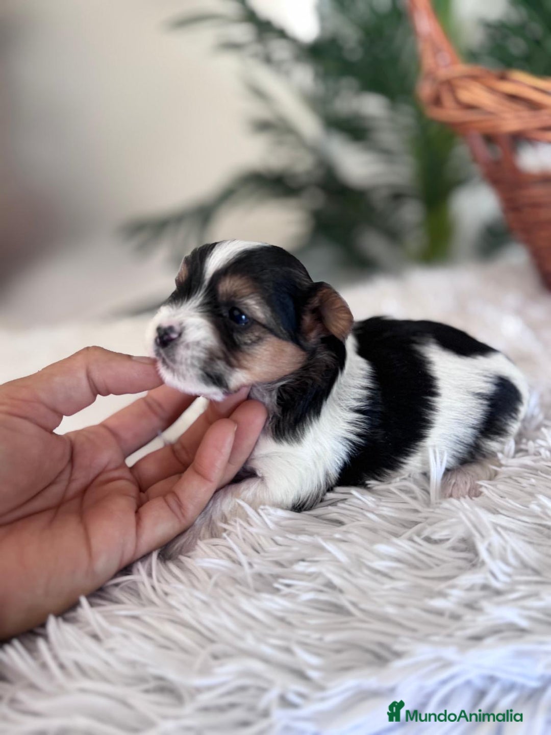 Yorkshire Terrier perros en venta: YORKSHIRE BIEWER - Anuncio 2