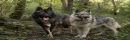 Perro Lobo Checoslovaco perros en venta: Perro lobo /wolfdog  - Anuncio 1