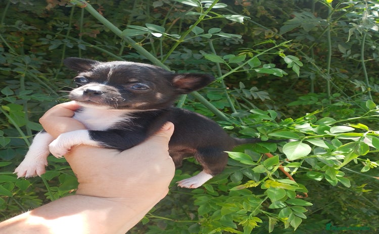 Chihuahua perros - Propaganda 3