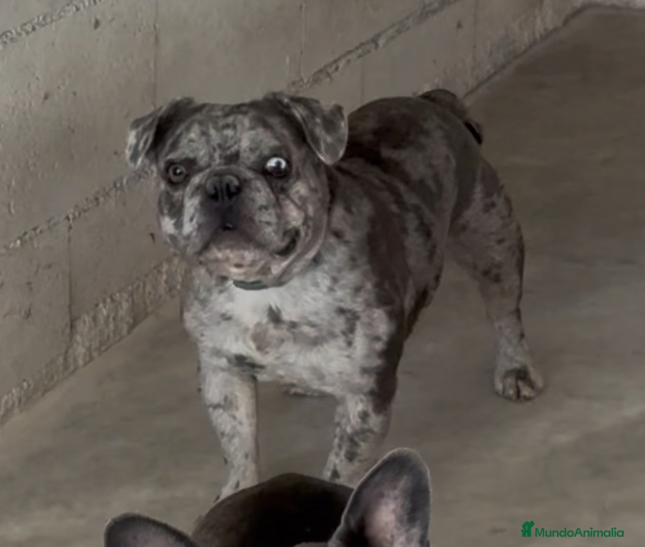 Bulldog Francés perros Bulldog francés merle  - Anuncio 1