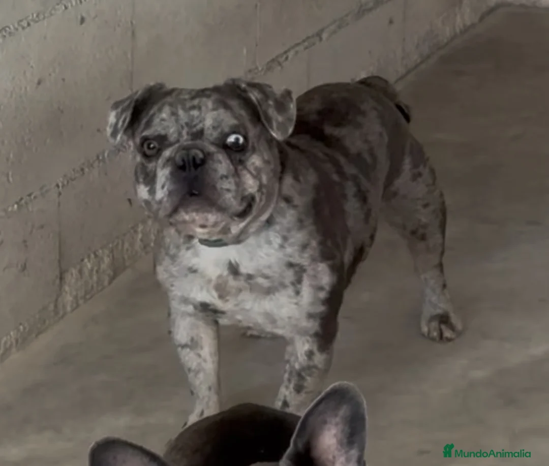 Bulldog Francés perros en venta: Bulldog francés merle  - Anuncio 1
