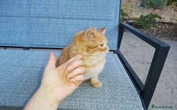 Británico de Pelo Corto gatos en venta: Machito British shorthair  - Anuncio 4