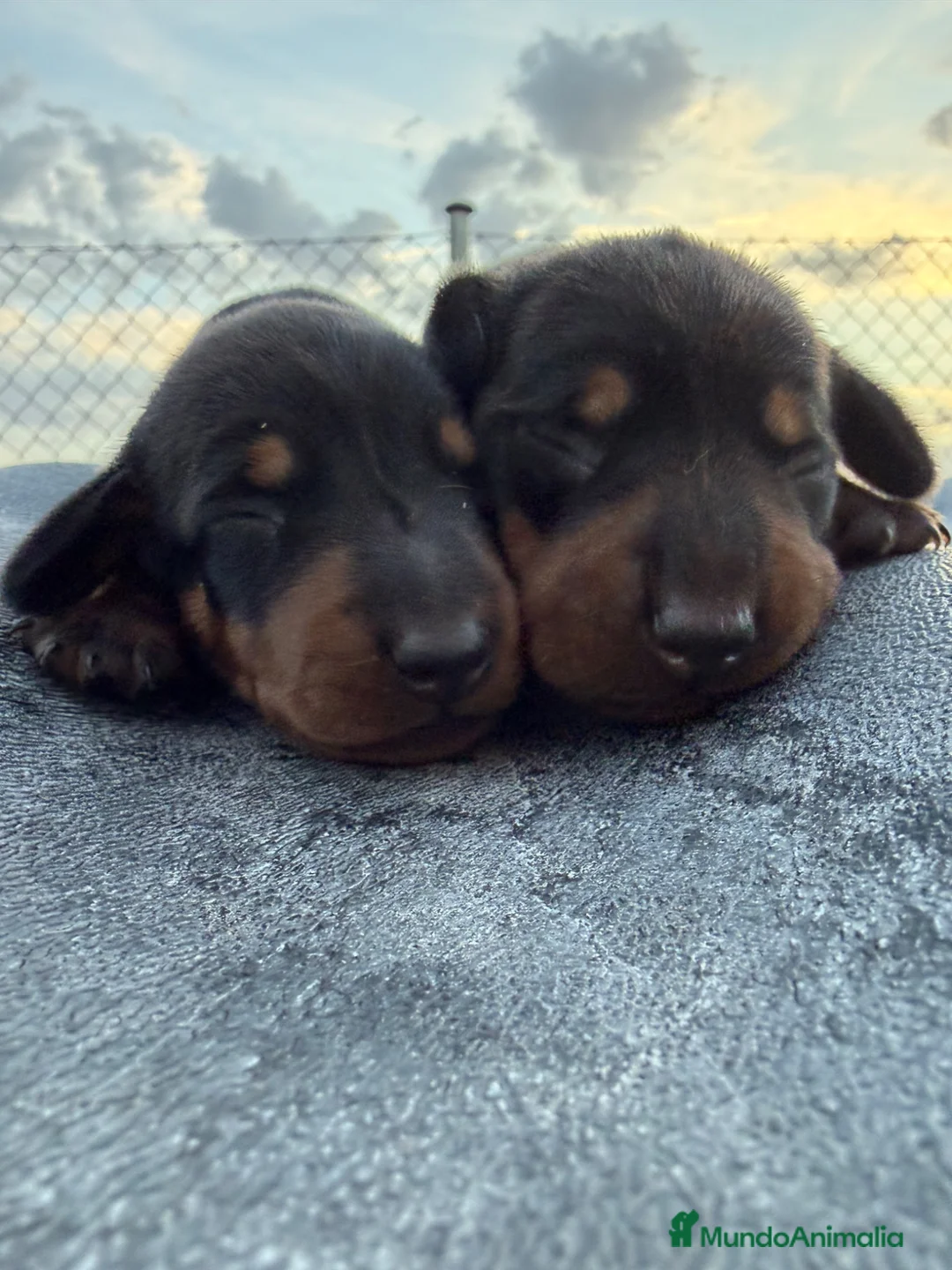 Teckel Miniatura perros en venta: Teckel  - Anuncio 2