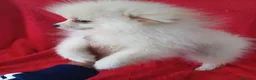 Pomerania perros en venta: Pomerania  - Anuncio 3
