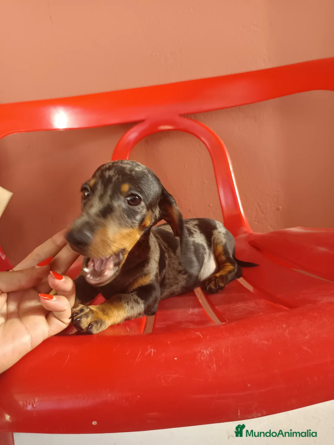 Teckel Miniatura perros en venta: Teckel miniatura  - Anuncio 3