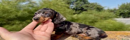Teckel Miniatura perros en venta: Teckel arlequin silver  - Anuncio 4