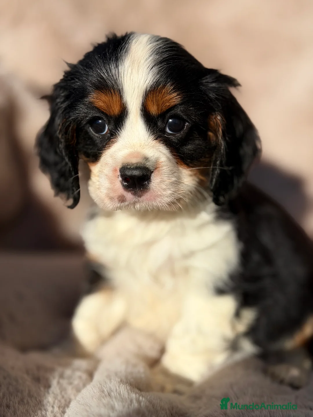 Cavalier King Charles Spaniel perros en venta: Cavalier tricolor  - Anuncio 4