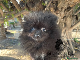 Pomerania perros - Anuncio 33