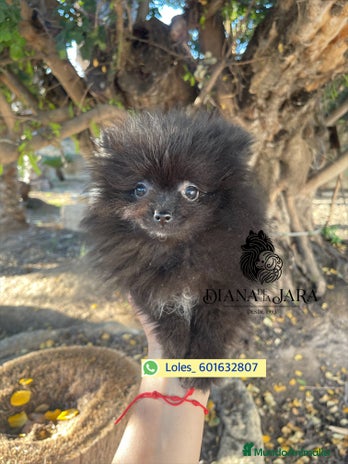 Pomerania perros - Anuncio 17