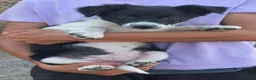 Border Collie perros en venta: Cachorros border collie económicos! 300€ - Anuncio 9
