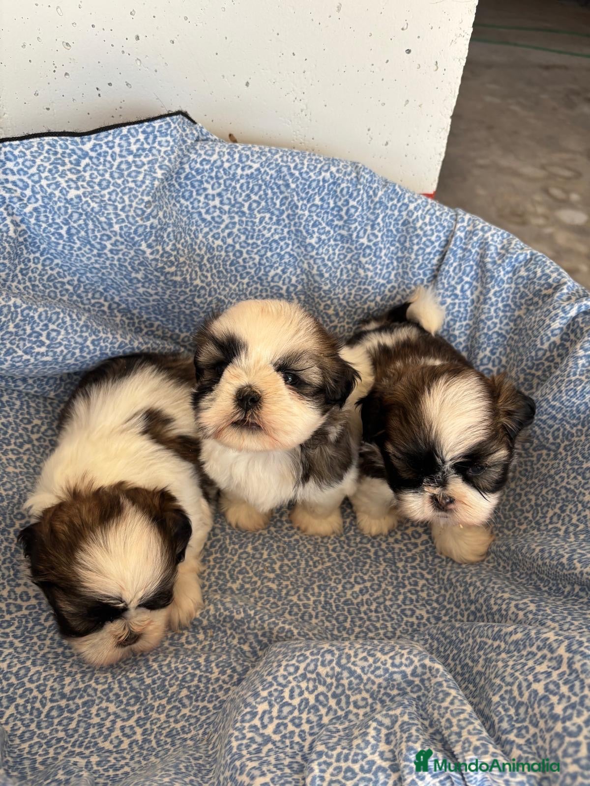 Shih Tzu perros CACHORRITOS DE SHIH TZU - Anuncio 1