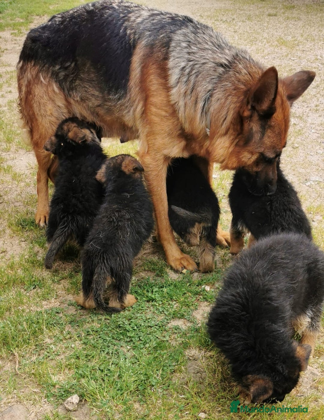 Pastor Alemán perros en venta: CACHORROS PASTOR ALEMÁN  - Anuncio 11
