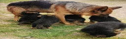 Pastor Alemán perros en venta: CACHORROS PASTOR ALEMÁN  - Anuncio 15