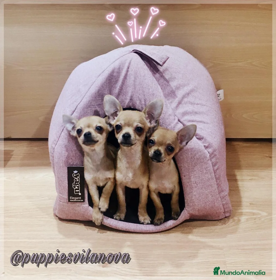 Chihuahua perros en venta: Chihuahuas preciosos en Barcelona - Anuncio 3