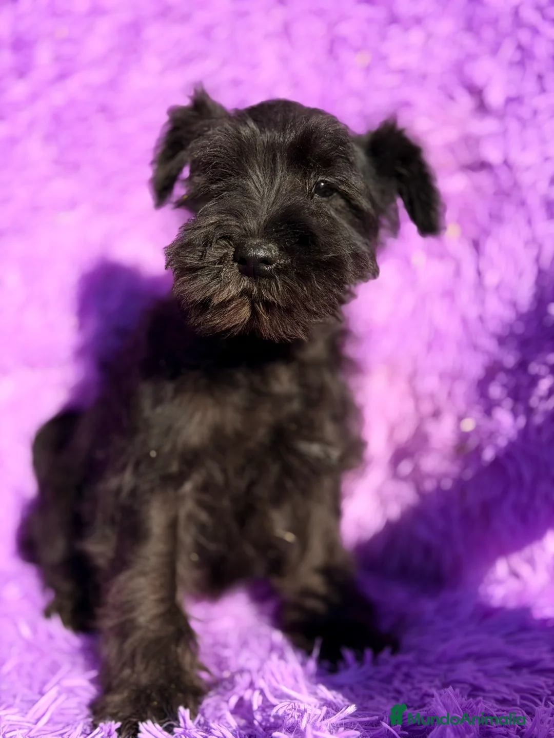 Schnauzer Miniatura perros en venta: Schnauzer mini azabache  - Anuncio 5